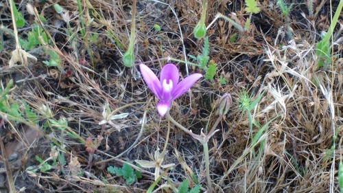 iNaturalist observation photo of Appendage Brodiaea