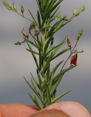 Indigofera zeyheri