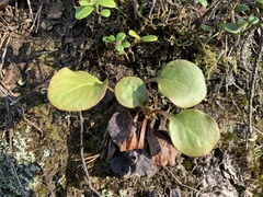 Pyrola rotundifolia norvegica
