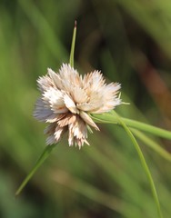 Cyperus niveus leucocephalus
