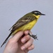 Black-headed × Blue-headed Wagtail - Photo (c) Valia Pavlou, some rights reserved (CC BY-NC), uploaded by Valia Pavlou