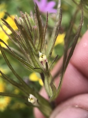 Castilleja attenuata
