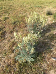 Astragalus oxyphysus