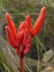 Nerine sarniensis