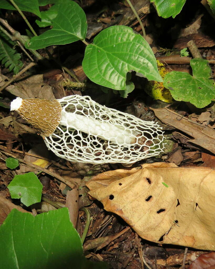 Phallus indusiatus · December 2023 · photo: © lucasmantelo (iNaturalist, cc-by)