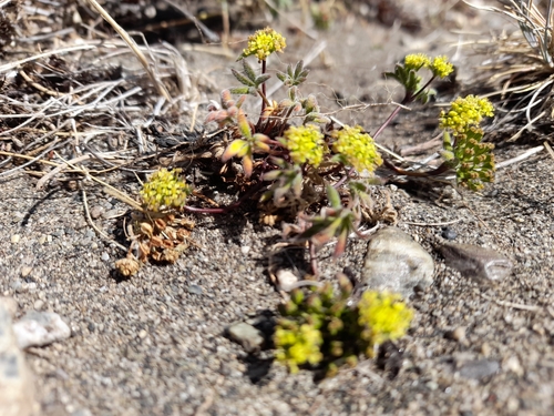 Image of Azorella Acaulis (Azorella acaulis) by (c) Flavien Saboureau, some rights reserved (CC BY)