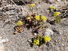 Huanaco (Huanaca)