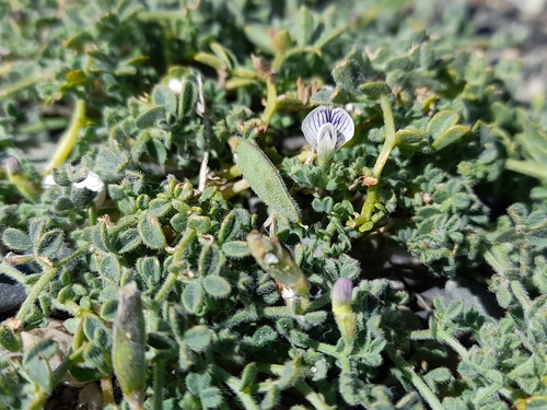 Image of Vicia magellanica by (c) Flavien Saboureau, some rights reserved (CC BY)