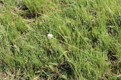 Cyperus niveus leucocephalus