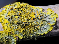 Xanthoria parietina