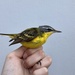 Blue-headed × Grey-headed Wagtail - Photo (c) Valia Pavlou, some rights reserved (CC BY-NC), uploaded by Valia Pavlou