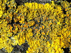 Xanthoria parietina