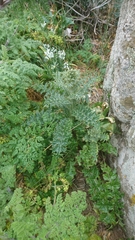 Carduus cephalanthus