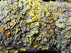 Xanthoria parietina