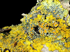 Xanthoria parietina