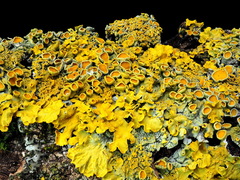 Xanthoria parietina