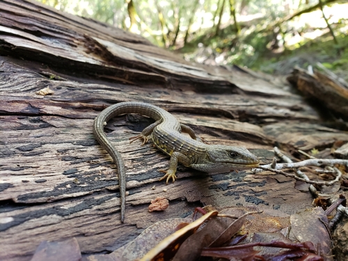 iNaturalist observation photo of Northern Alligator Lizard