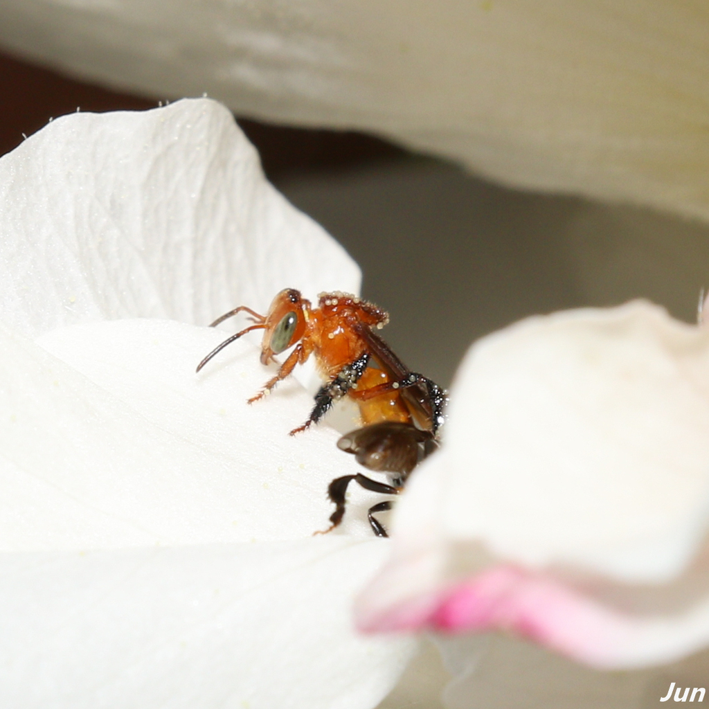 Orange-and-black Stingless Bee