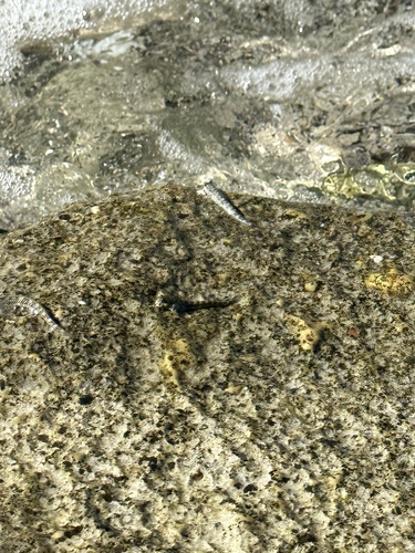 ヤセタマカエルウオ