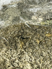 ヤセタマカエルウオ