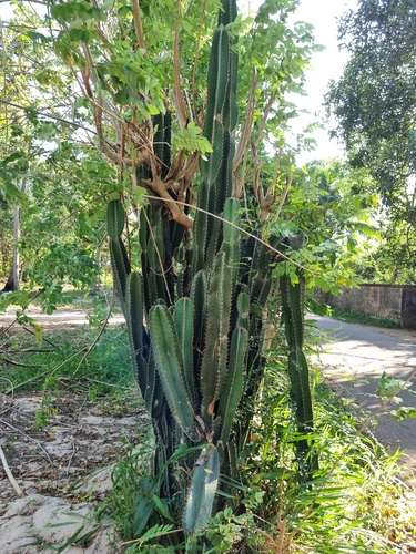 Image of Cereus hexagonus by (c) Gannu03, some rights reserved (CC BY-SA)