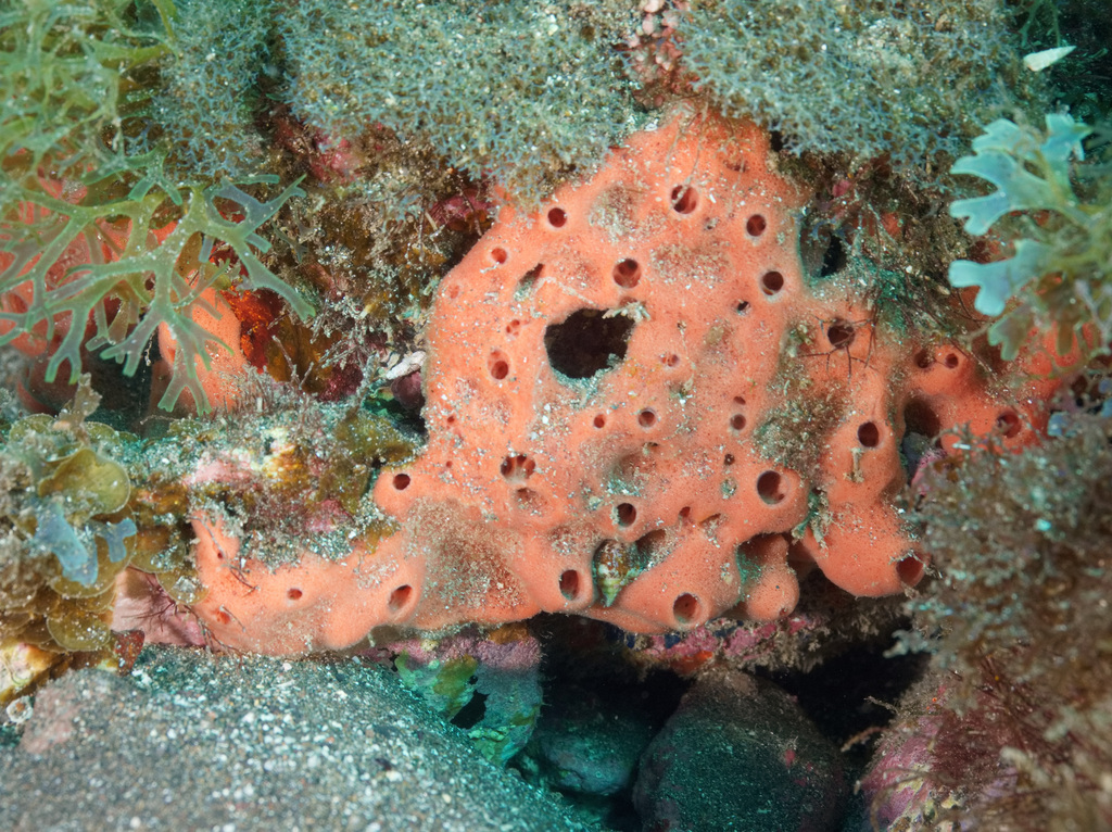 Haliclona cratera