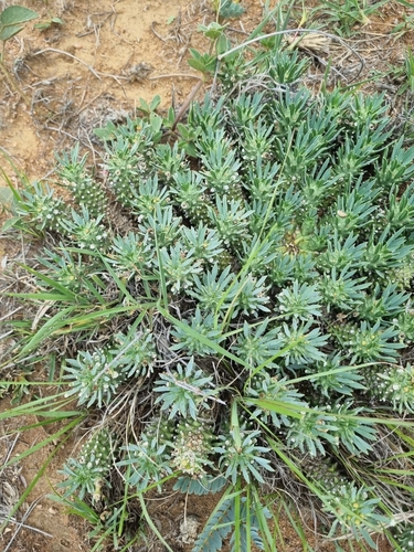 Euphorbia davyi, photograph 3