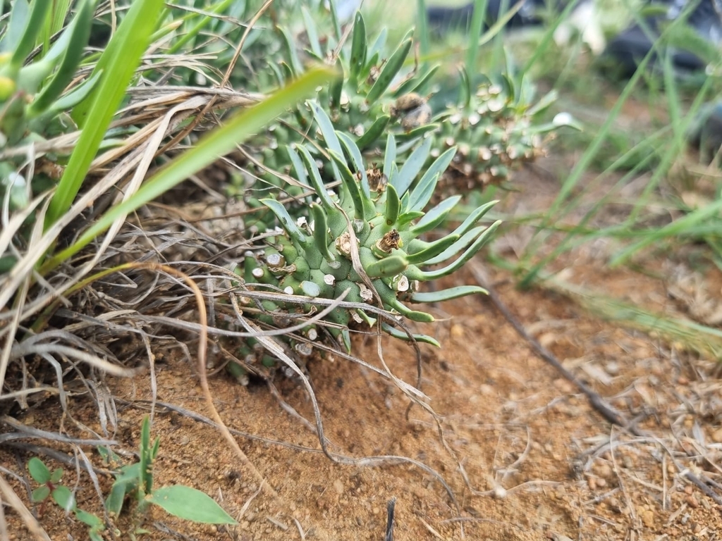 Euphorbia davyi; photograph author not stated, no rights reserved