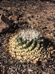 Mammillaria meiacantha