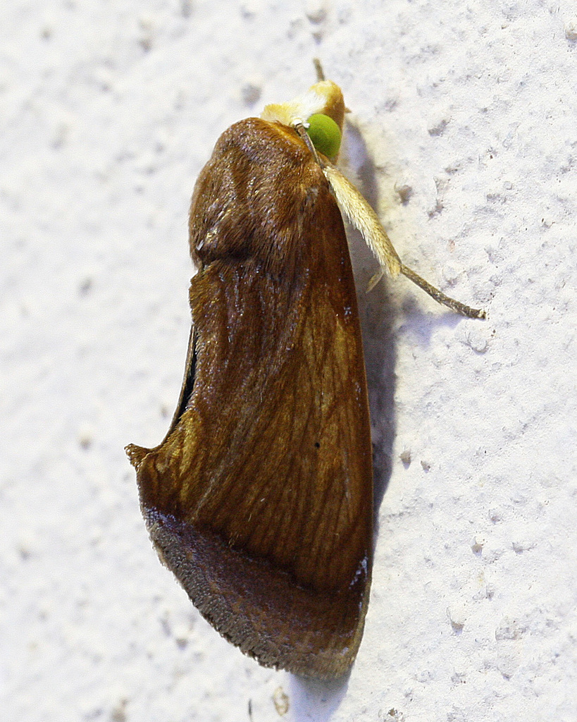 Gonodonta fulvidens
