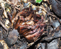 Dactylanthus taylorii