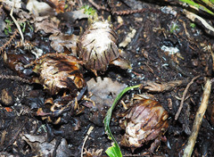 Dactylanthus taylorii