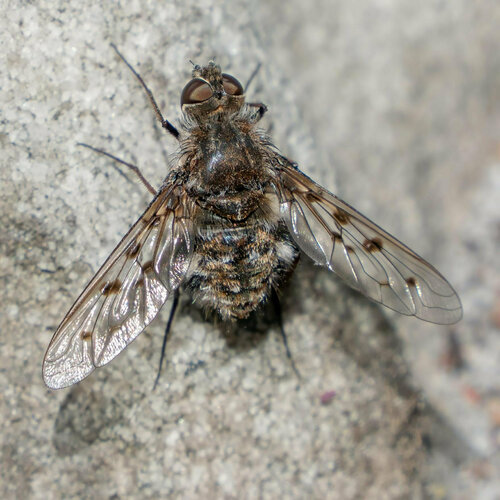 Spogostylum punctipenne