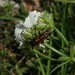 Vadonia unipunctata dalmatina - Photo (c) gijskurstjens, algunos derechos reservados (CC BY-NC)