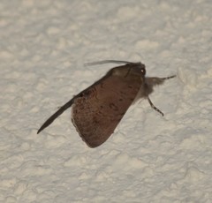 Litoprosopus futilis