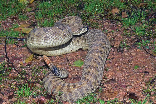 Prairie Rattlesnake photographed in South Dakota