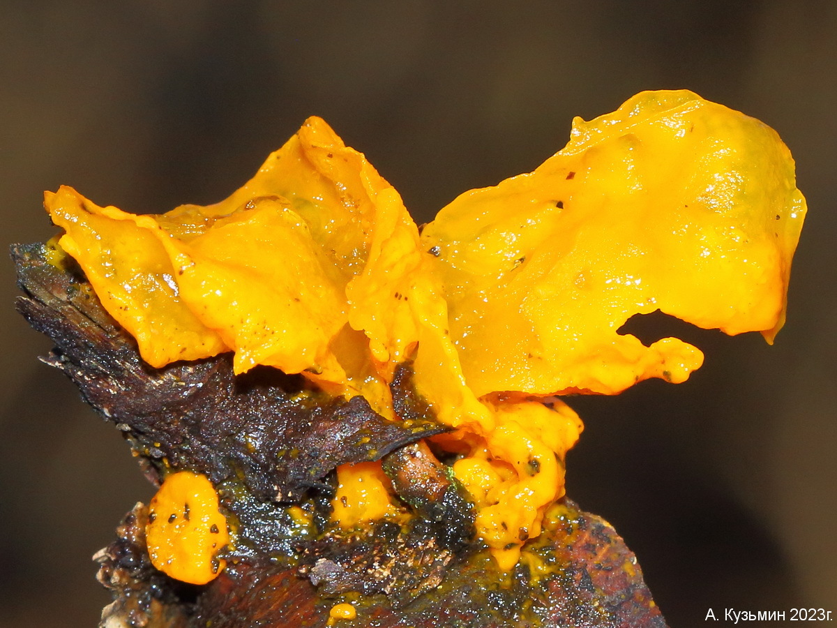 Дрожалка Оранжевая (Tremella mesenterica)
