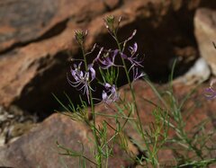Spotted Cleome (Cleome maculata)