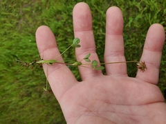 Trifolium carolinianum