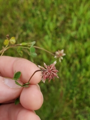 Trifolium carolinianum