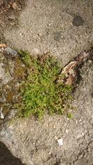 Galium murale