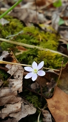 Hepatica americana