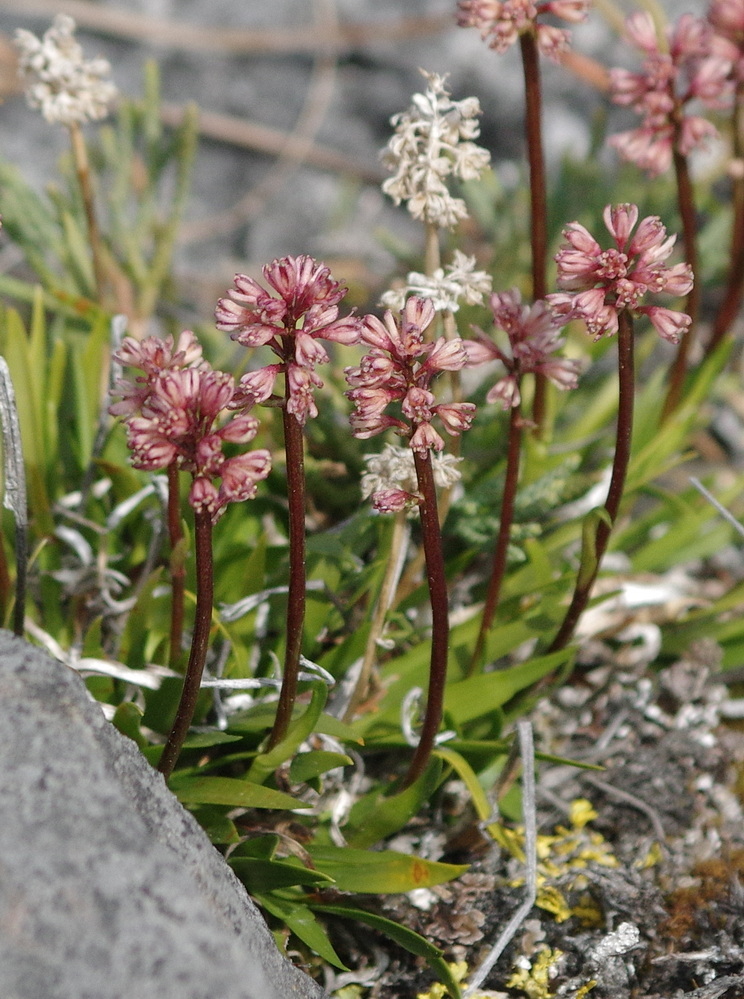 Tofieldia coccinea