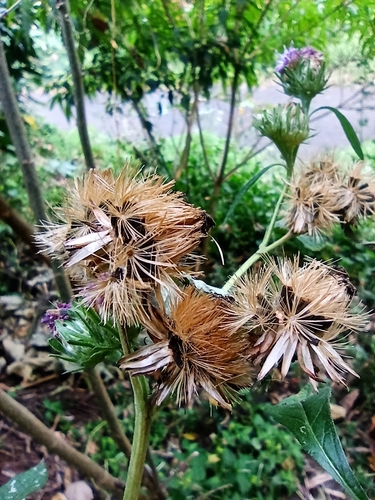 Vernonia anthelmintica