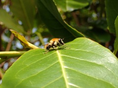 Criorhina floccosa