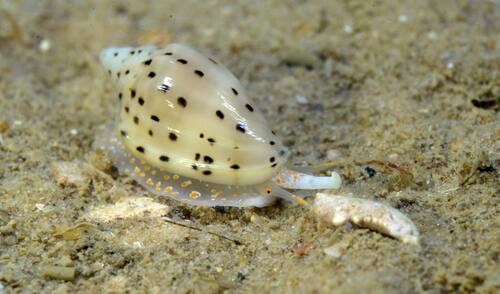 Glabella faba