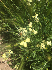 Raphanus raphanistrum raphanistrum