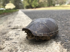 Kinosternon subrubrum subrubrum