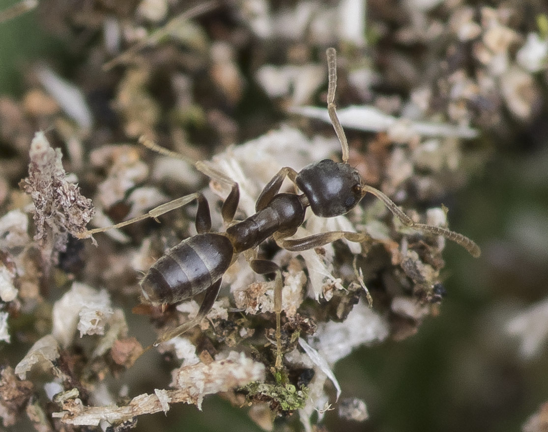 Tapinoma ramulorum