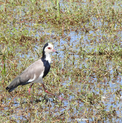 Vanellus crassirostris